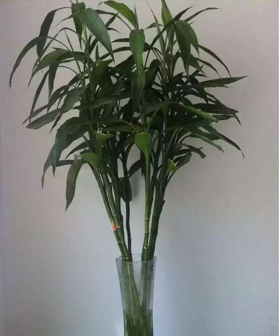 富贵竹黄叶的养殖方法,富贵竹黄叶了用什么方法养好