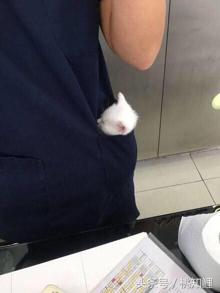 萌化了！网友上班带猫被误认为手机壳，简直是爆红的口袋猫同款