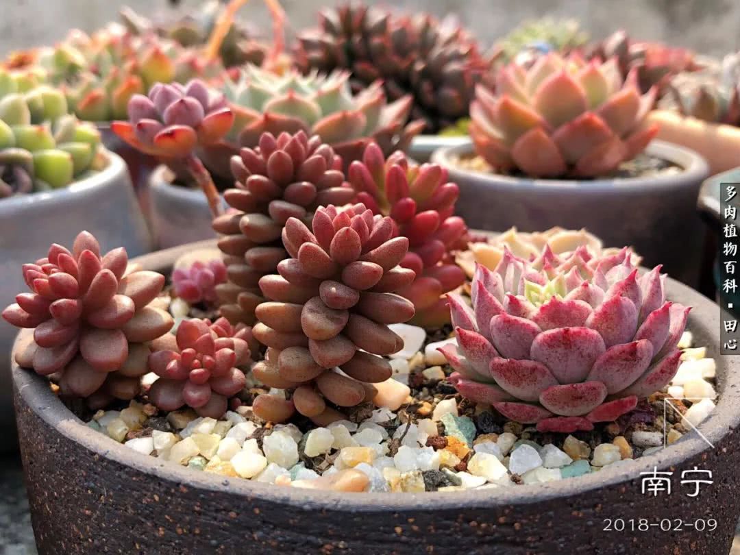 美肉再一次袭来，惊艳了时光，温柔了岁月！