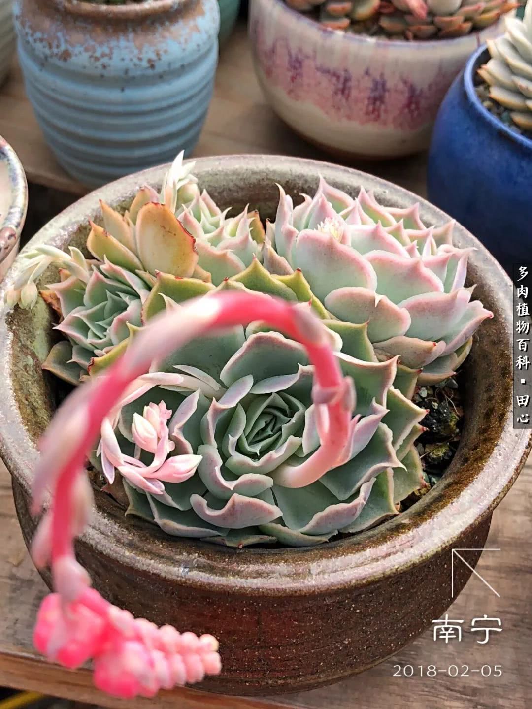 美肉再一次袭来，惊艳了时光，温柔了岁月！