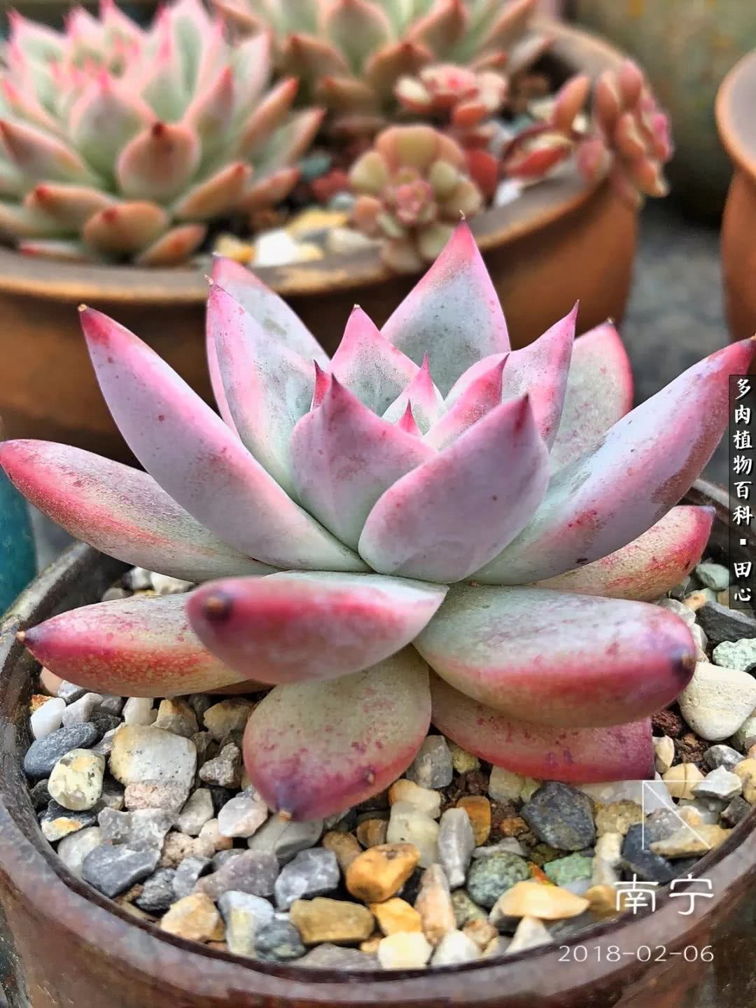 美肉再一次袭来，惊艳了时光，温柔了岁月！