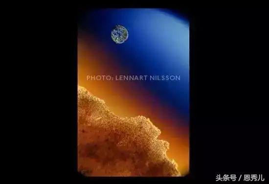 摄影大师花费10年,用镜头记录精子与卵子结合并发育成长的过程!