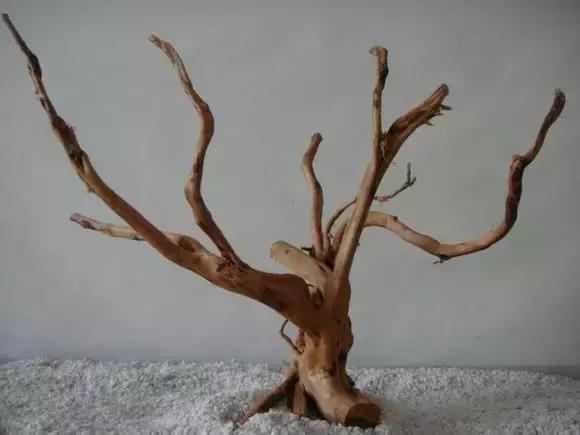 杜鹃根水草缸图片和视频,杜鹃根造景需要素材在哪里