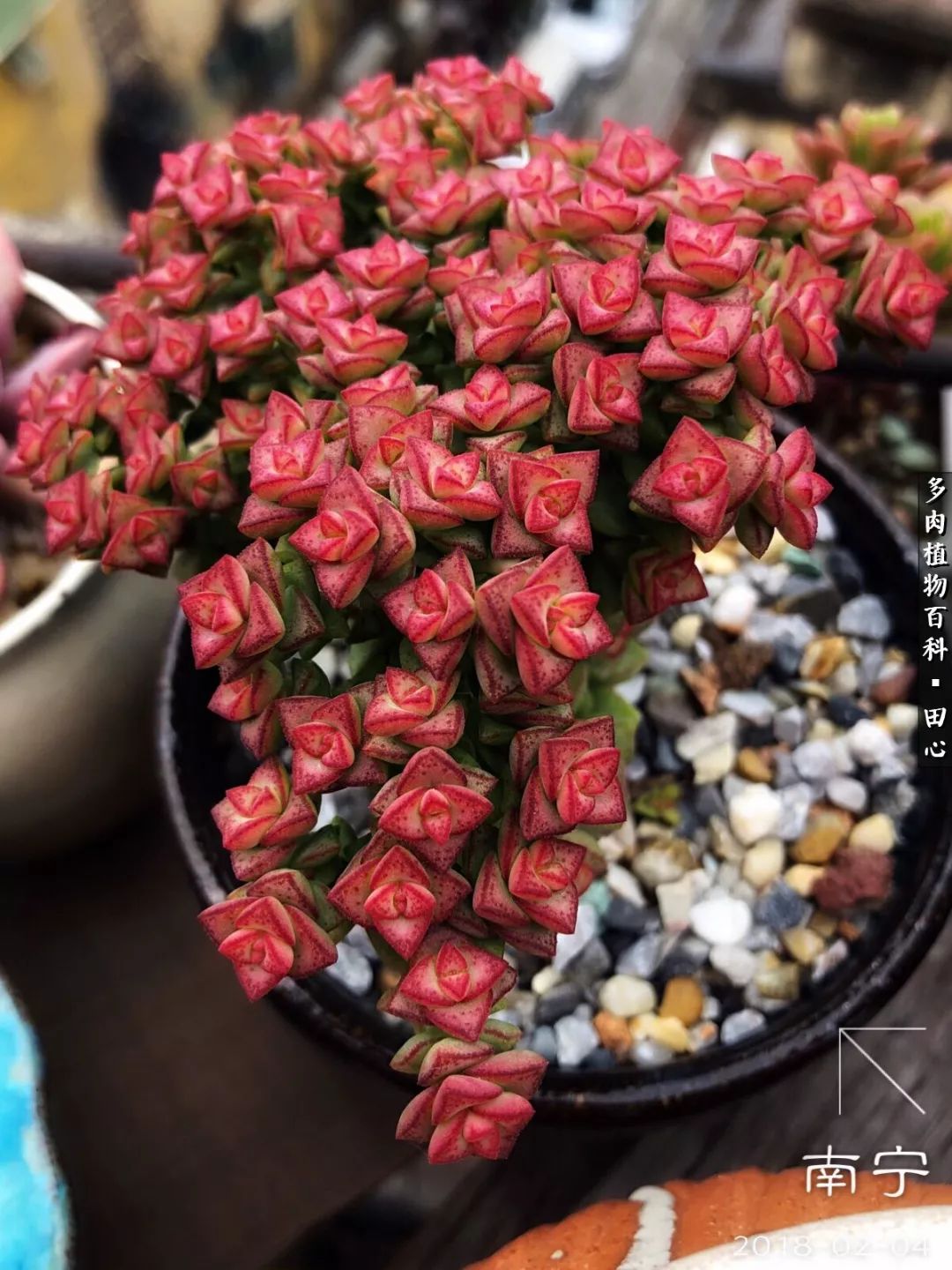 美肉再一次袭来，惊艳了时光，温柔了岁月！