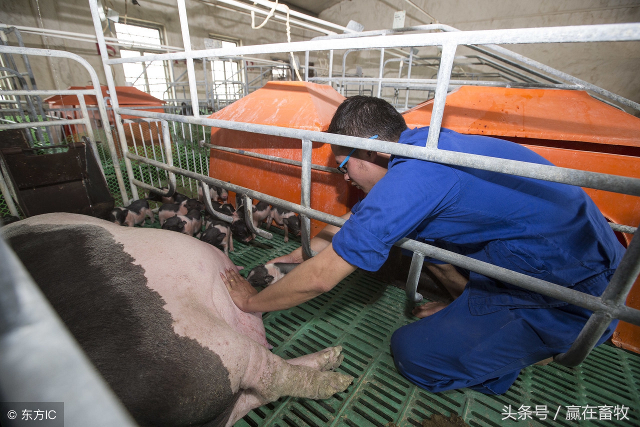 母猪子宫炎配不上打什么针,母猪子宫炎不吃食怎么办