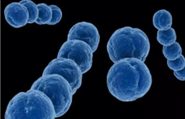 孕妇千万不要吃木耳,孕妇慎用营养成分