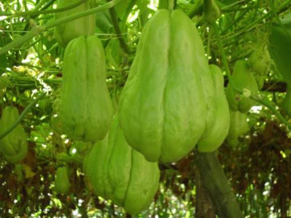 佛手瓜如何插秧,佛手瓜如何才能高产