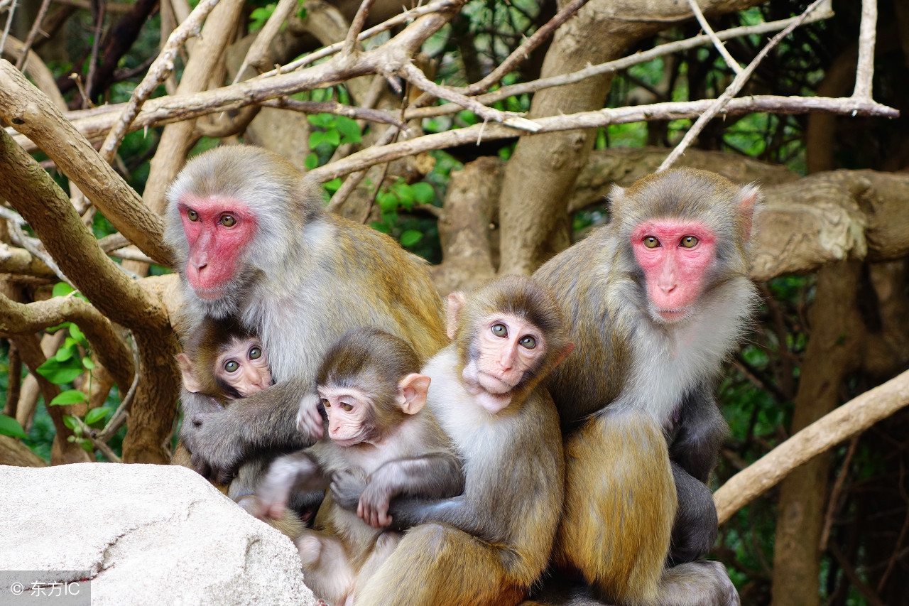 海南省陵水县南湾猴岛旅游景点,海南陵水南湾猴岛图