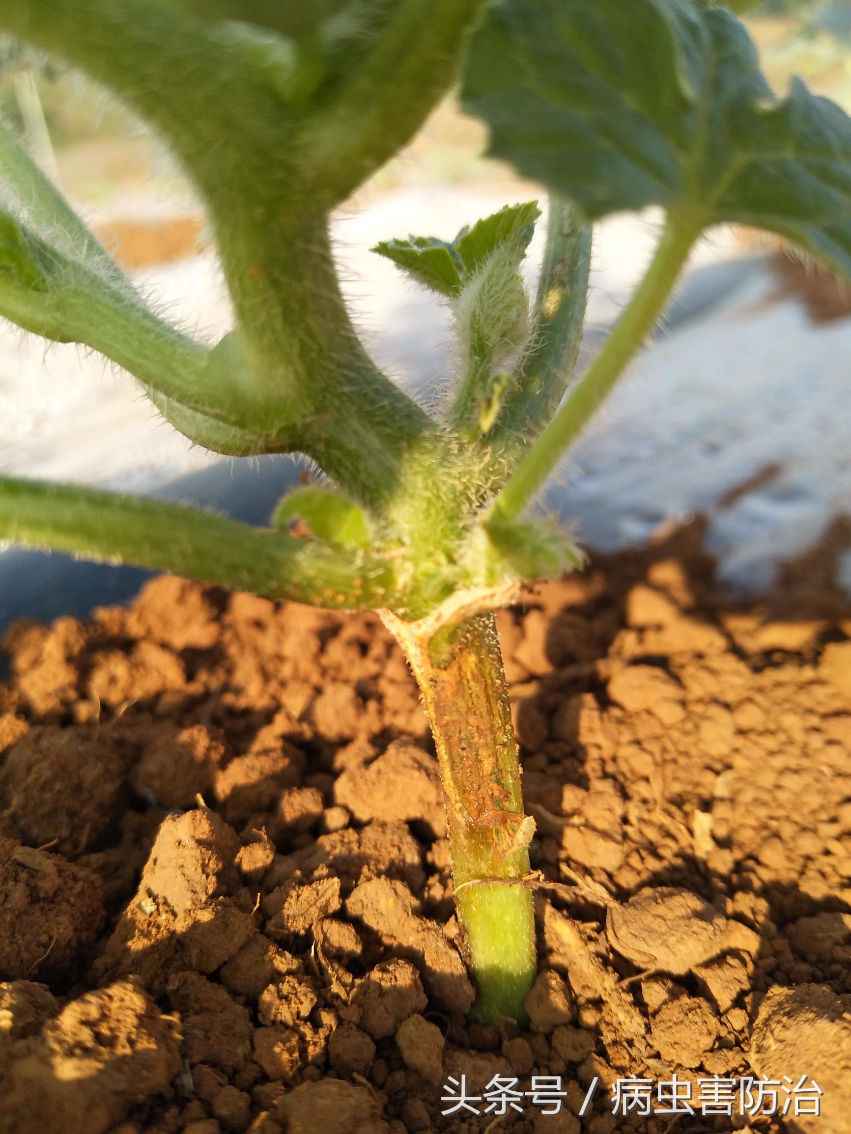 大棚西瓜叶片病害图谱,西瓜伸蔓期主要病害