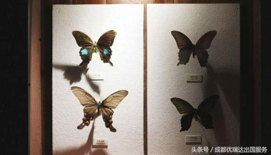 2018年美国海关禁止入境物品,美国海关禁带物品清单