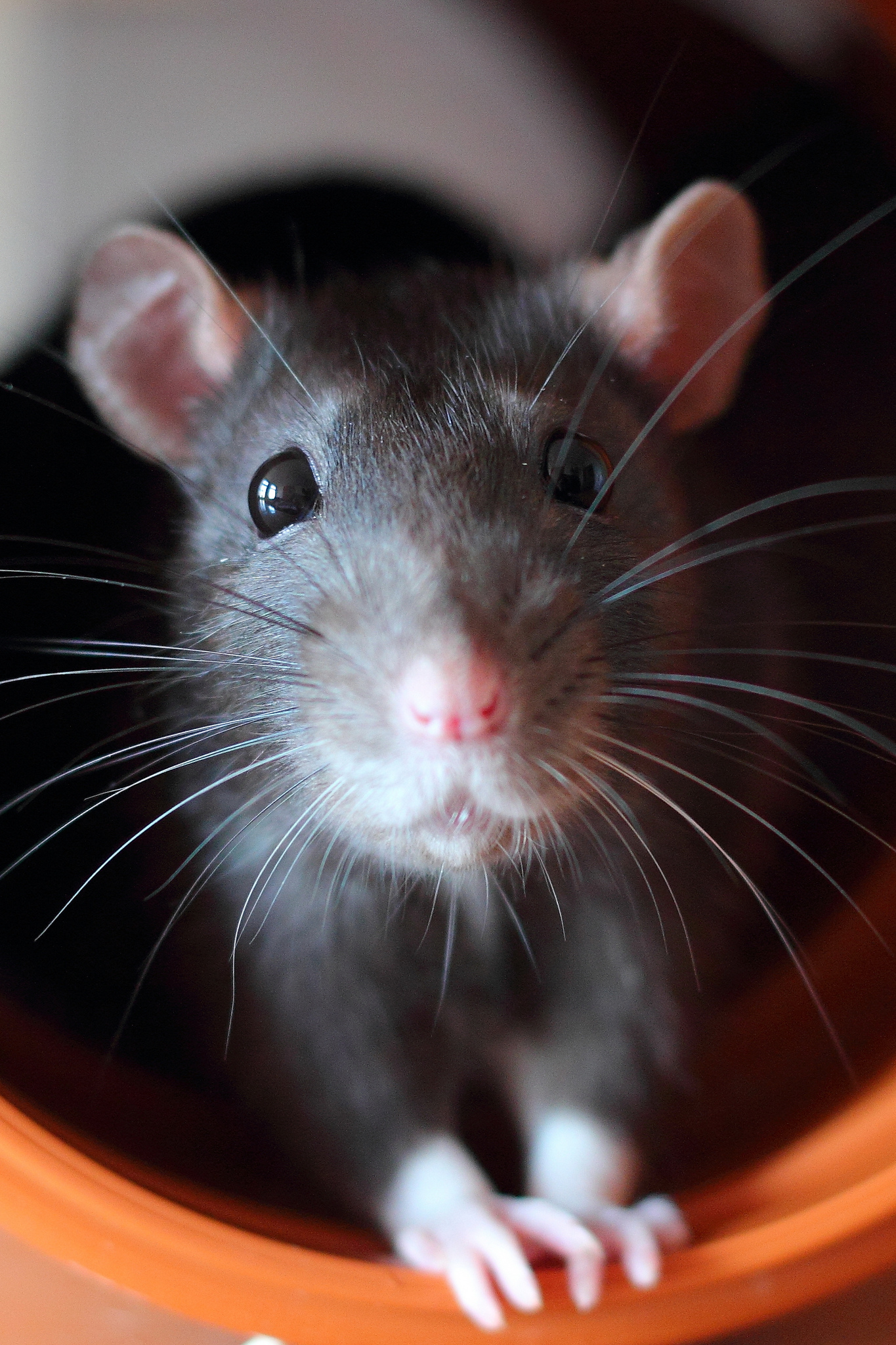 仓鼠必须要用磨牙棒吗,什么是仓鼠专门磨牙的