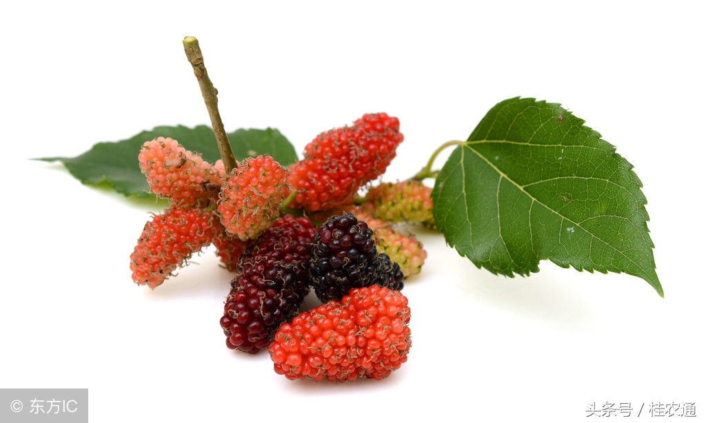 正在成熟的桑果有哪些,桑果熟了来采摘