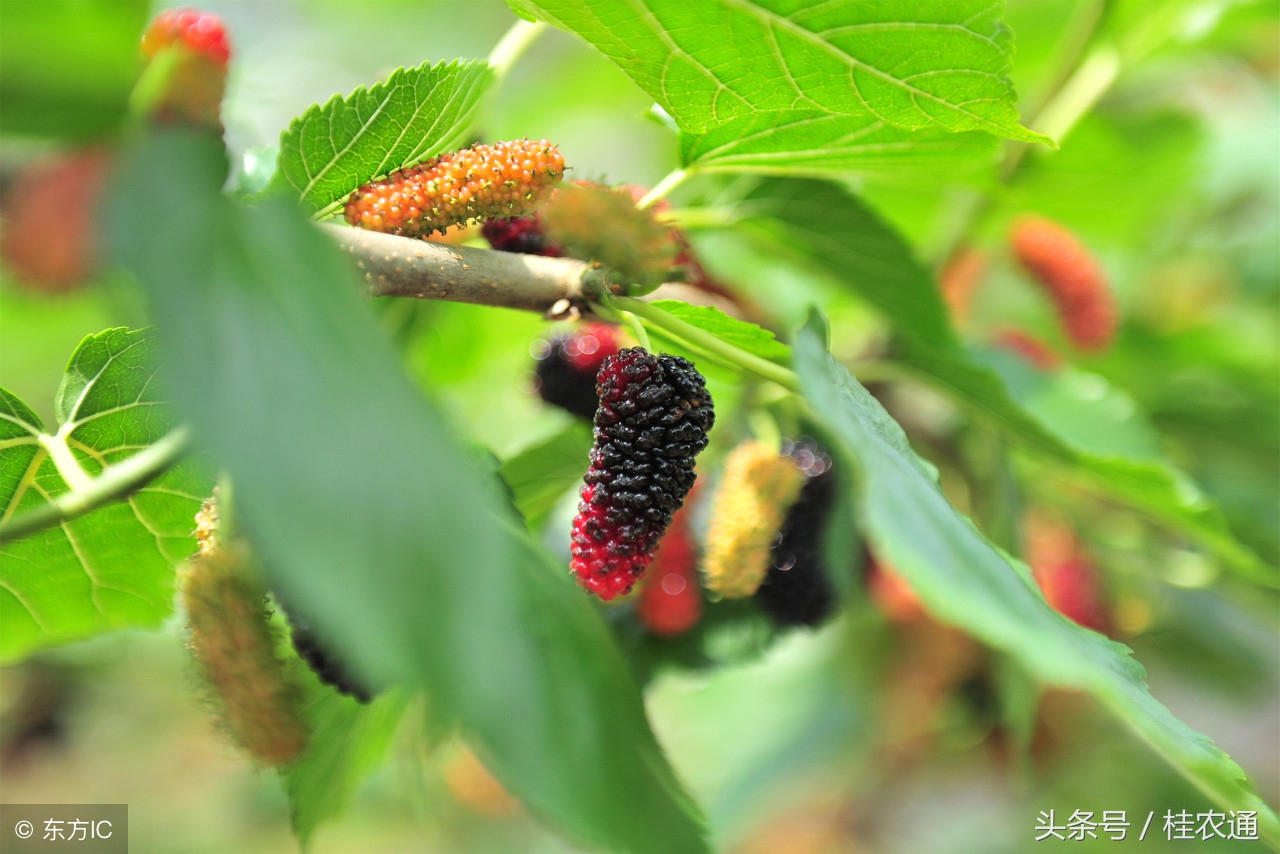 桑树怎么养护桑果才好吃,一般桑树采完桑葚怎么处理