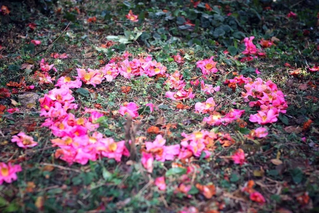 如何在腾冲去各个景点,到了云南腾冲有什么好玩儿的