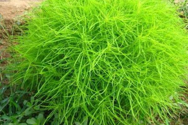 地肤子种子一斤多少钱,地肤草种子一公斤多少钱