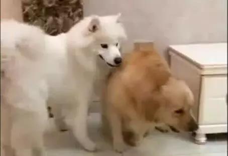 萨摩卖萌,萨摩撒娇卖萌连主人也招架不住