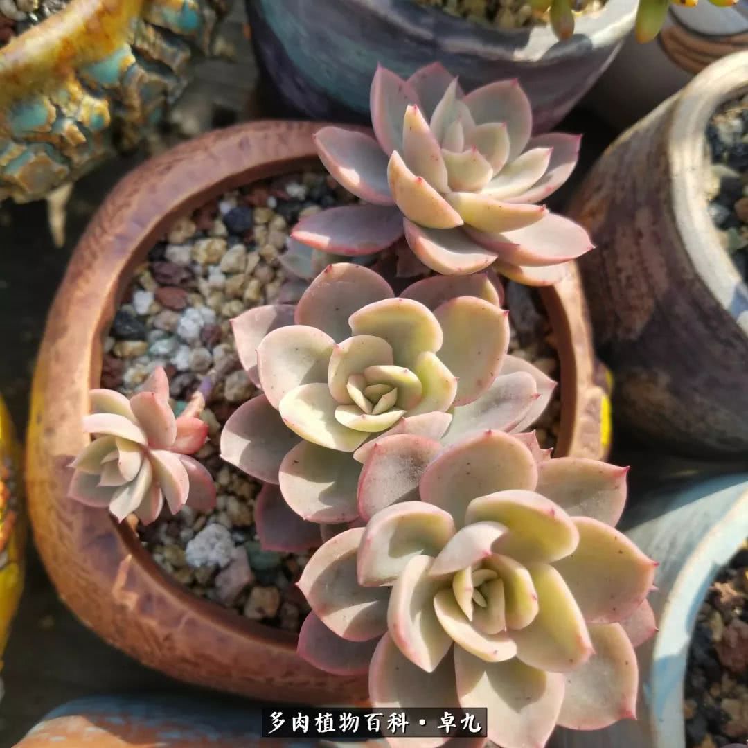 养多肉你遇到的奇葩事,养多肉的男士