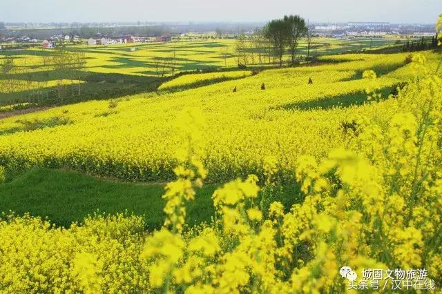 万物复苏春暖花开适合去玩的地方,花开的季节大家快来看风景