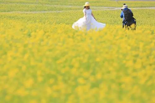 沈阳长白岛油菜花好去处,沈阳北陵区油菜花海