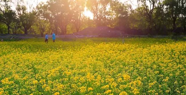 沈阳长白岛油菜花好去处,沈阳北陵区油菜花海