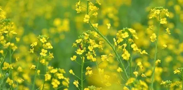 沈阳长白岛油菜花好去处,沈阳北陵区油菜花海