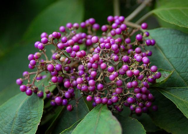 驱蚊虫的正确驱虫方法,驱蚊虫草哪种最好