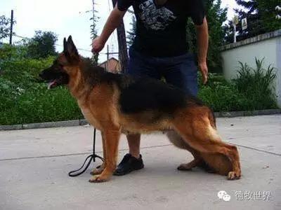 原创丽峰犬舍-VA11小杜的母亲在这里出生