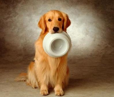 狗狗挑食选择狗粮,狗狗开始挑食不吃狗粮怎么办