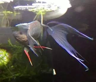 血脉奋“斗”历程--国斗繁殖实录(1)生命的起源