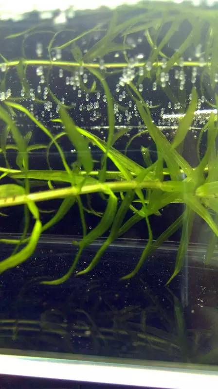 血脉奋“斗”历程--国斗繁殖实录(1)生命的起源