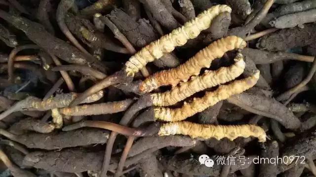 中央电视台走进青海,中央广播电视总台青海藏药