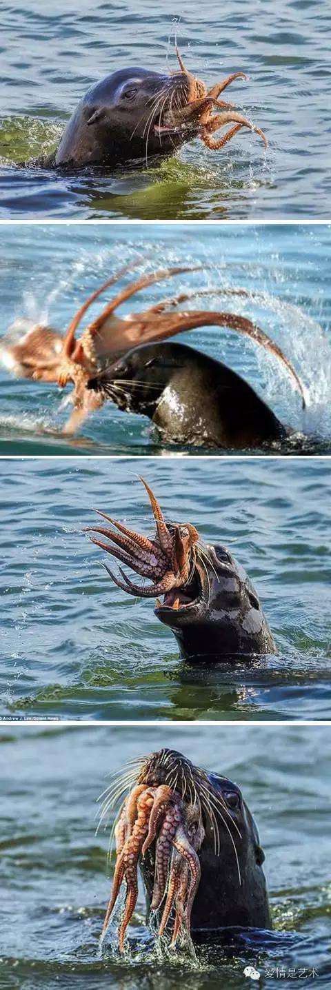 互联网上千奇百怪的图片,网络古怪图片