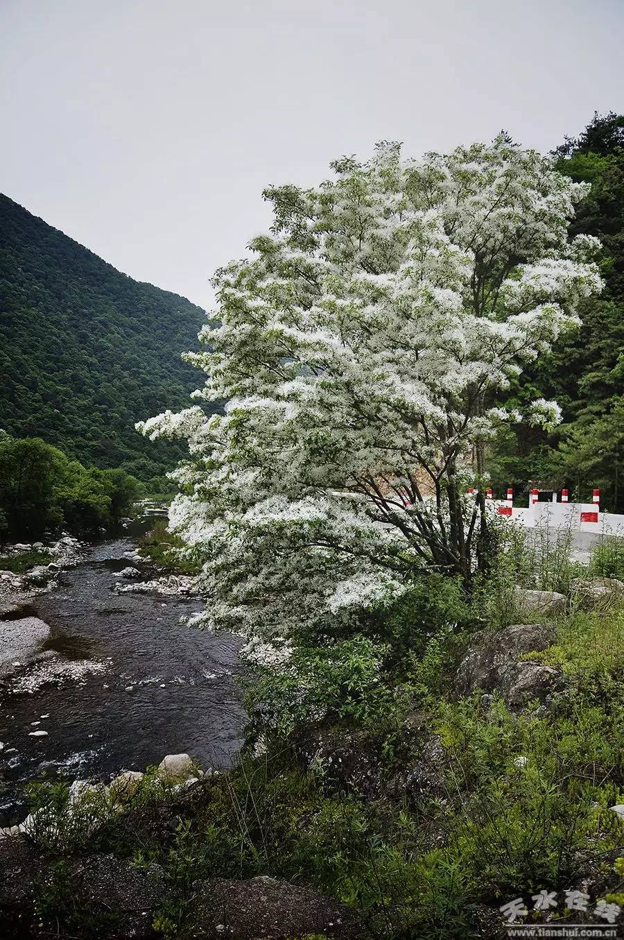 天水市国家级美丽乡村建设,天水市最美乡村名录图片