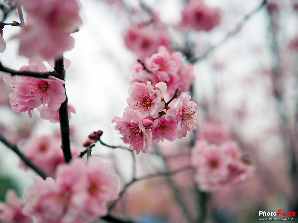 奥林巴斯超长焦镜头1000定焦,奥林巴斯17mmf1.2镜头评测