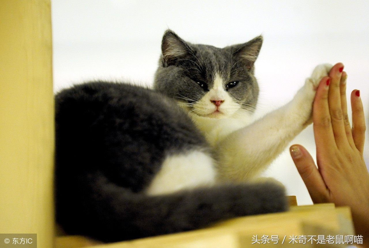 家里有只猫咪又抱了一只怎么相处,抱猫咪怎样才能让猫咪不咬你