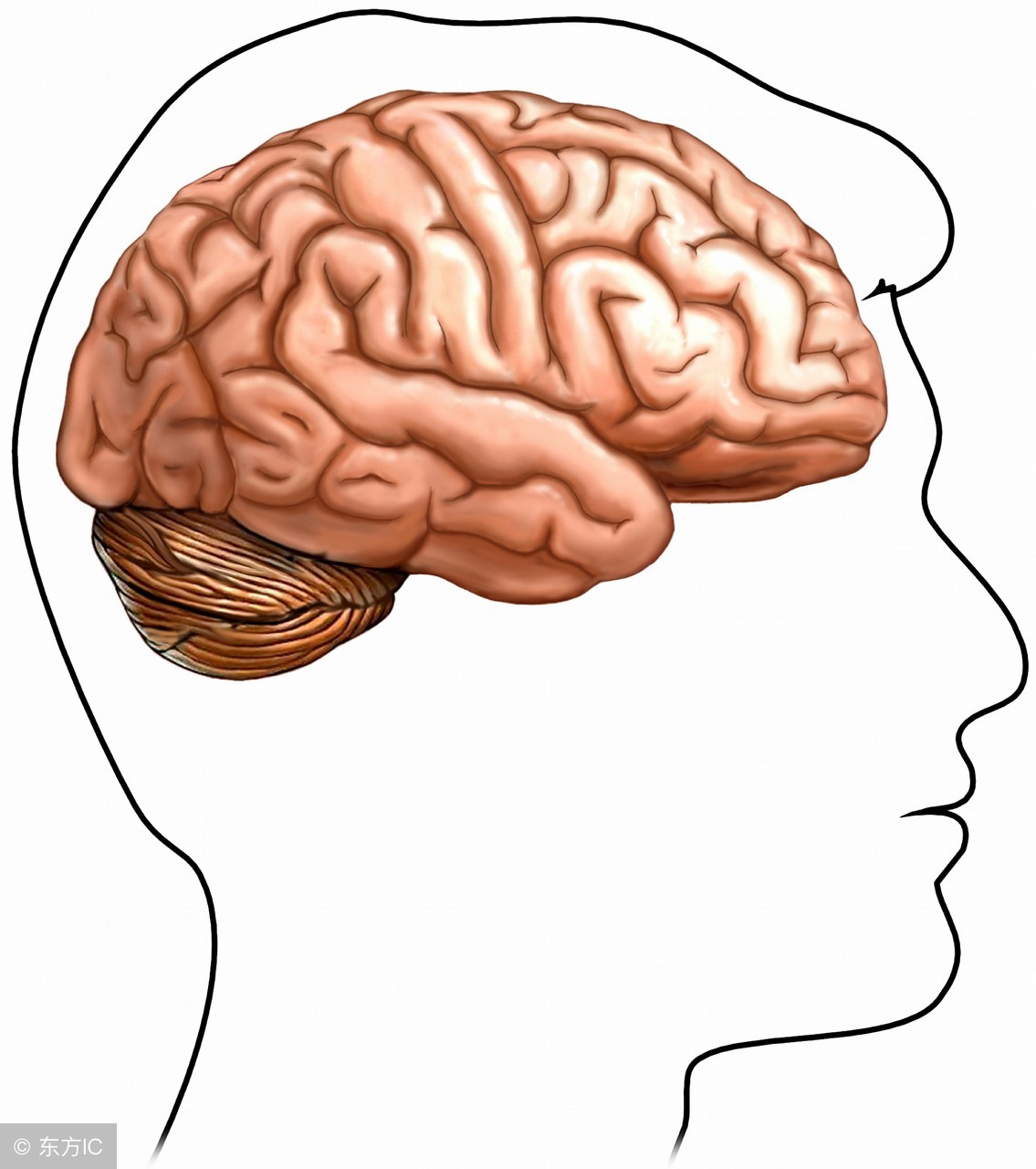 脑供血不足和脑缺血怎么办,脑供血不足的原因及治疗