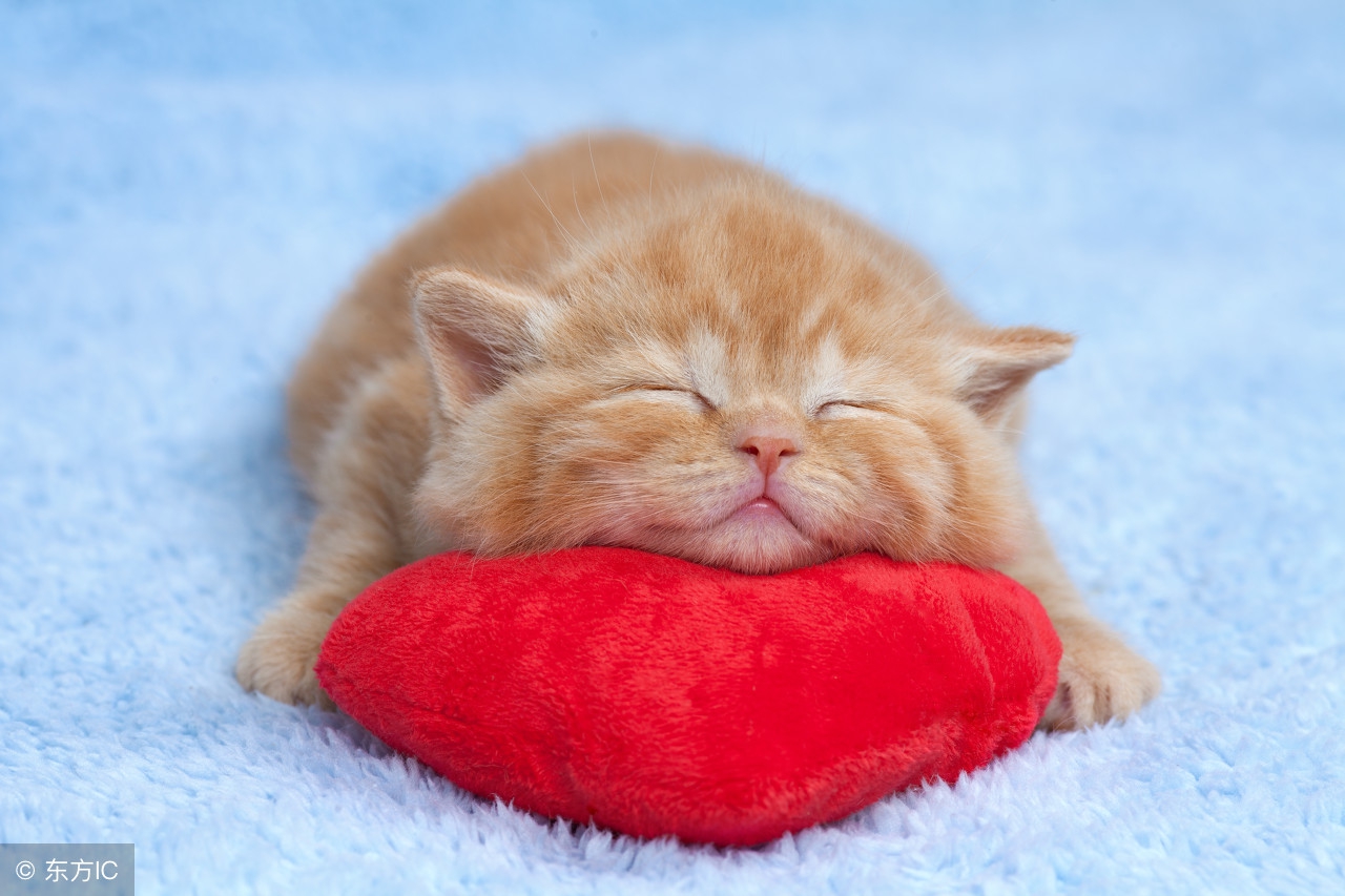 神奇的喵星人不可思议,喵星人诡异动作