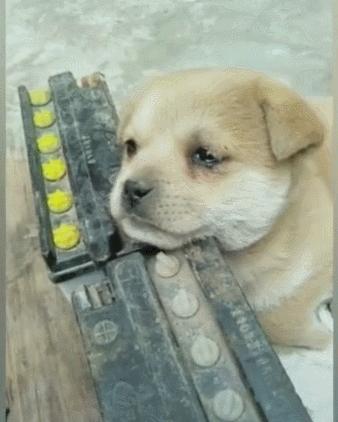 小狗在窝里老想出来,小狗舍不得狗妈妈哭了