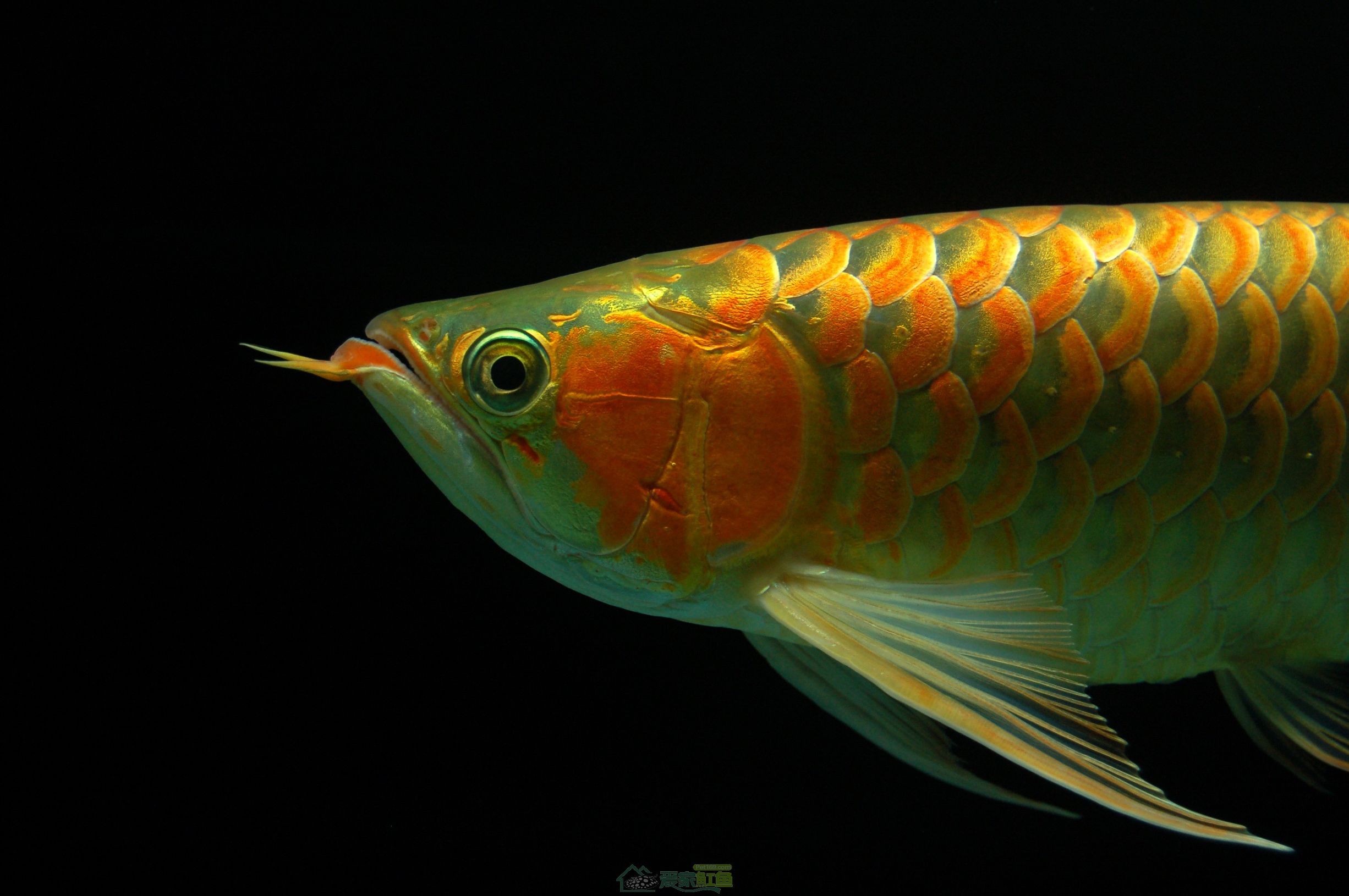 龙鱼断尾不游走,龙鱼直立还能救吗