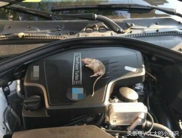 如何去除汽车内发霉异味,汽车内动物腐烂气味怎么去除