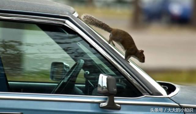 如何去除汽车内发霉异味,汽车内动物腐烂气味怎么去除