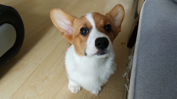 柯基怀孕2月生了5只小奶狗，主人一只没送，网友：一看就是土豪！