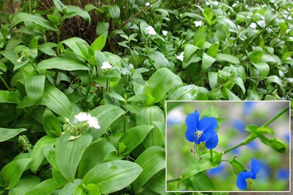 农村常见100种野花图片及名称,农村常见的50种野花名字