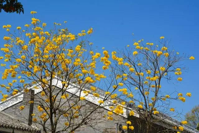 818/套--枕在绿水青山间！我替你们试睡了希尔顿在惠州的新开酒店