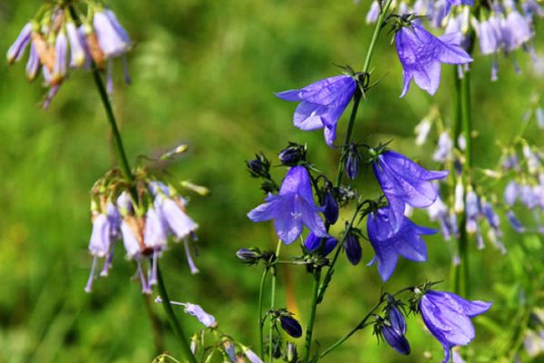 农村常见100种野花图片及名称,农村常见的50种野花名字