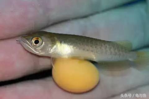 过背金龙鱼成长记录,过背金龙鱼1个月能长多少