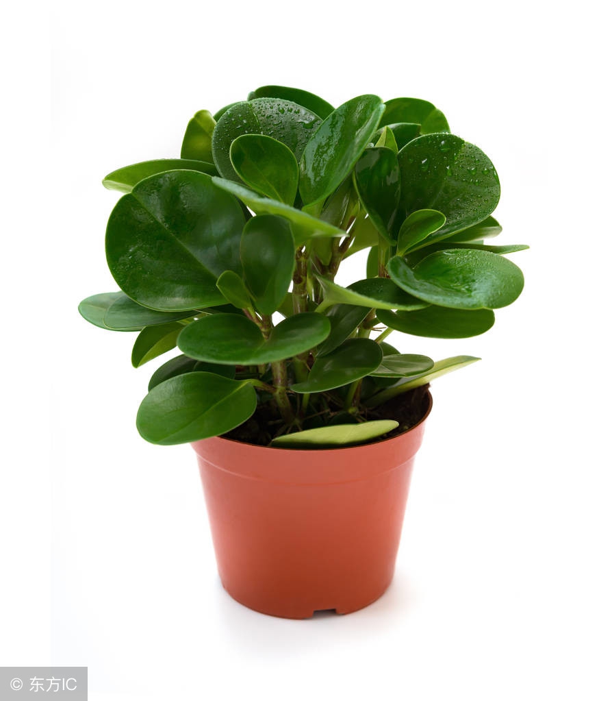 橡皮树高了怎么办,橡皮树长得太高怎么修剪