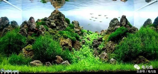 关于水族方面的科普,关于计量单位的科普视频