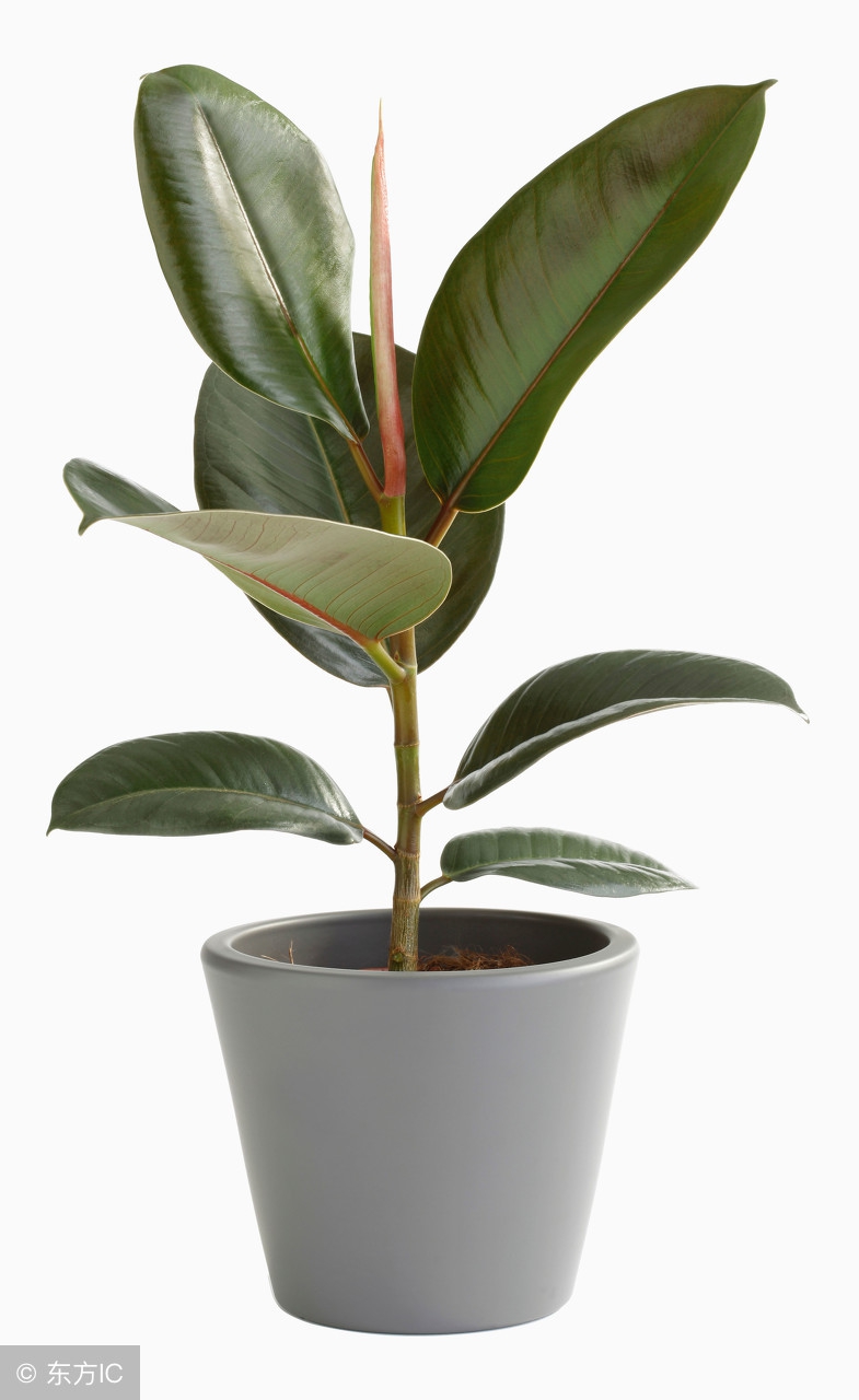 橡皮树高了怎么办,橡皮树长得太高怎么修剪