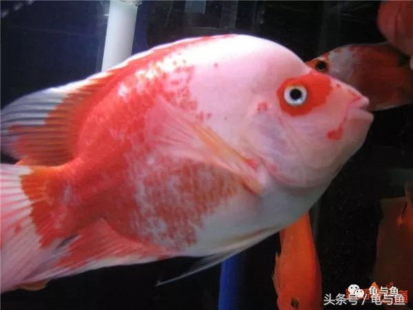 起头鹦鹉鱼介绍,白色鹦鹉鱼和黑白条鹦鹉鱼